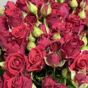 Монобукет из красных кустовых роз