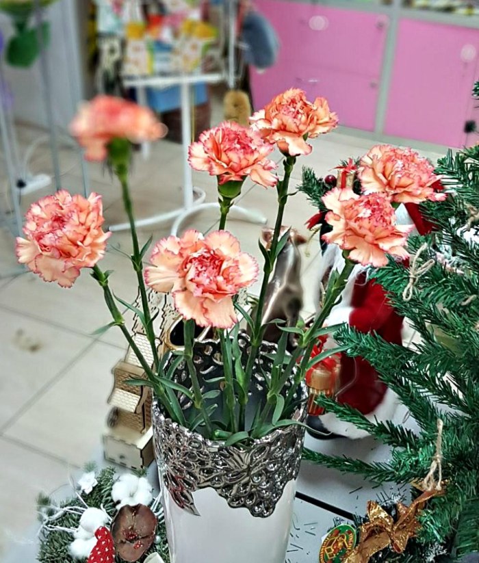 Гвоздика персиковая с розовой каймой (поштучно) — доставка цветов Ивантеевке