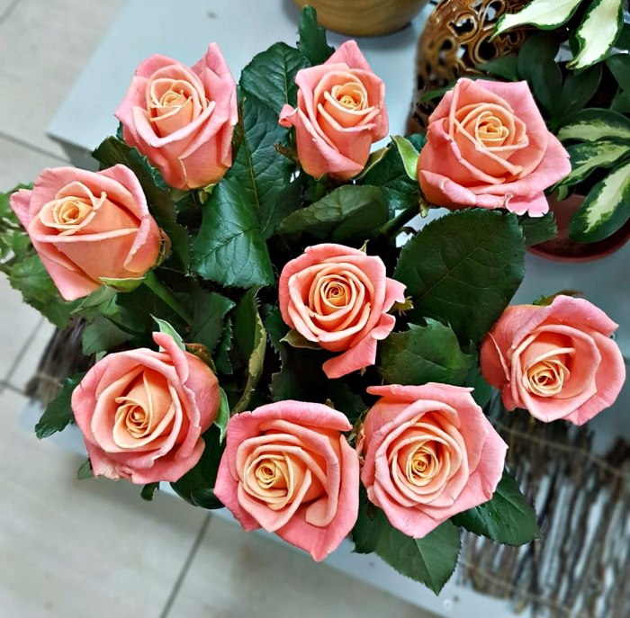 Роза Miss Piggy розовая, 70 см (поштучно) — доставка цветов Ивантеевке